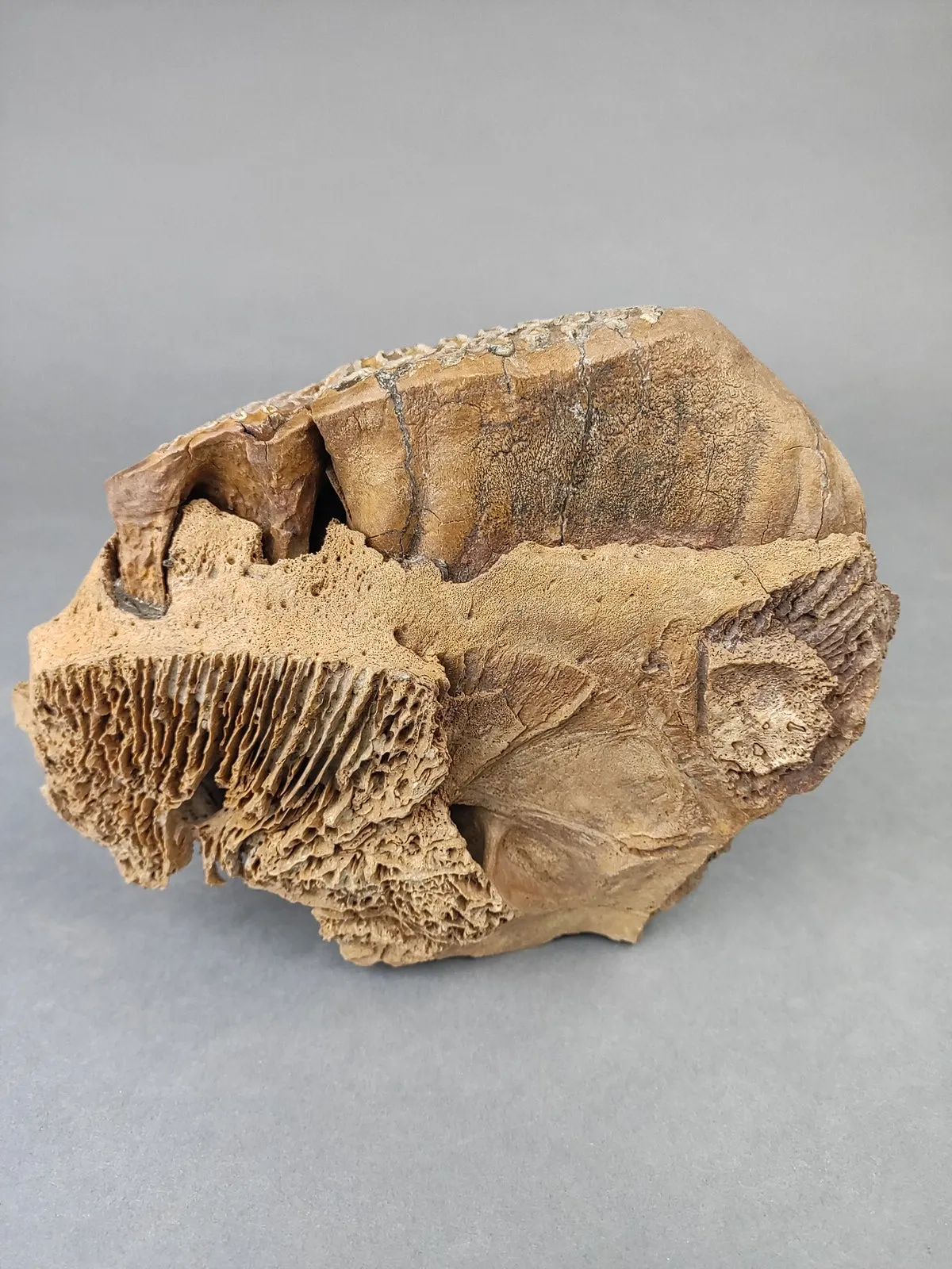 Woolly Mammoth Upper Jaw Section from Siberia - 8 inches